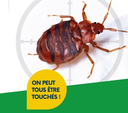 Les punaises de lit